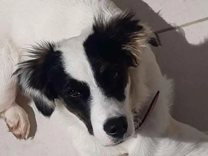 Cachorro ra a Misturada idade 2 a 6 meses nome Gaia