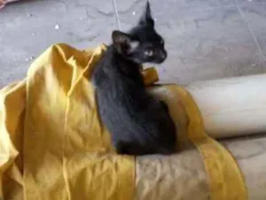 Gato raça SRD idade 2 a 6 meses nome Petinho