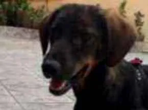 Cachorro ra a Não definida  idade 2 anos nome Ariel