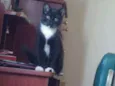 Merlin