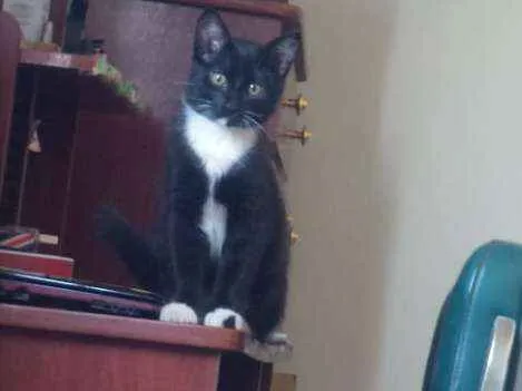 Gato ra a Indefinida idade 2 a 6 meses nome Merlin