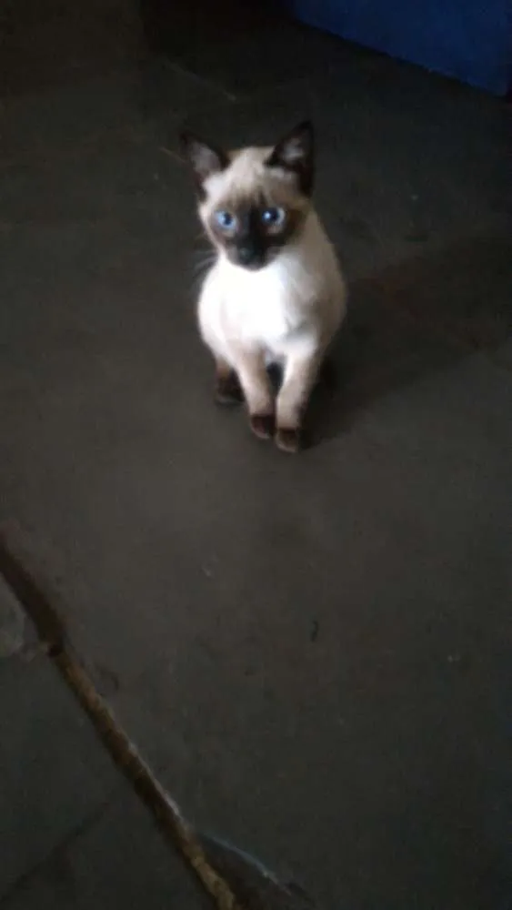 Gato ra a Indefinida idade 2 a 6 meses nome Kim