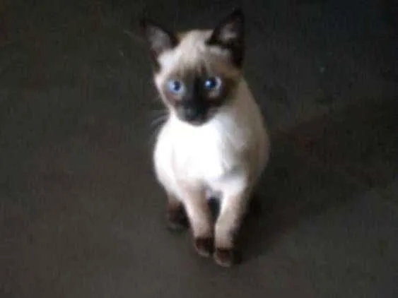 Gato ra a Indefinida idade 2 a 6 meses nome Kim