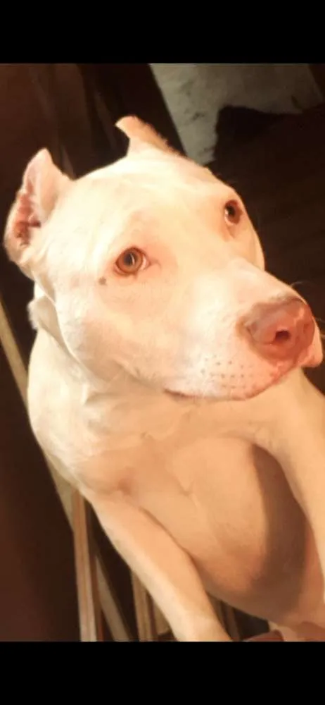 Cachorro raça Pitibul idade 2 anos nome Nina