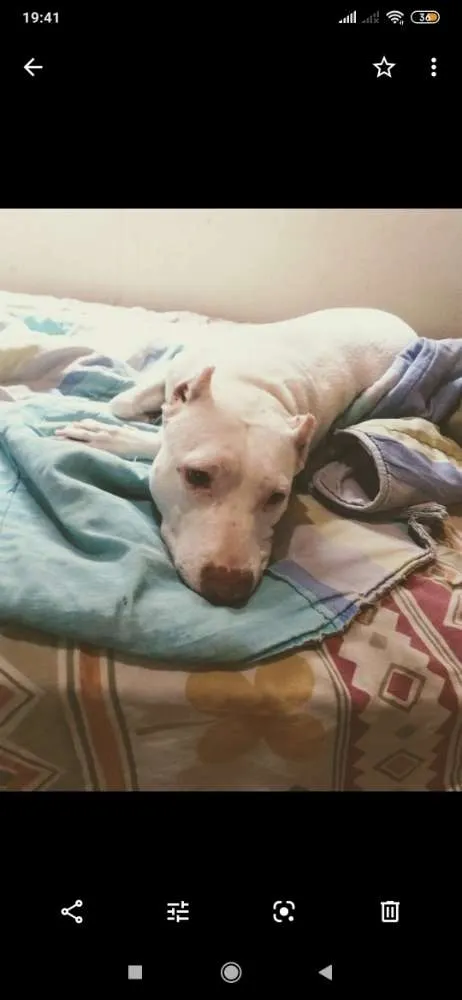 Cachorro raça Pitibul idade 2 anos nome Nina