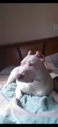 Nina