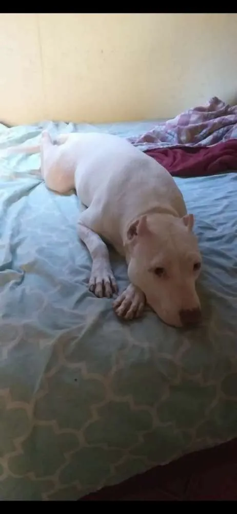 Cachorro raça Pitibul idade 2 anos nome Nina