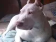Nina