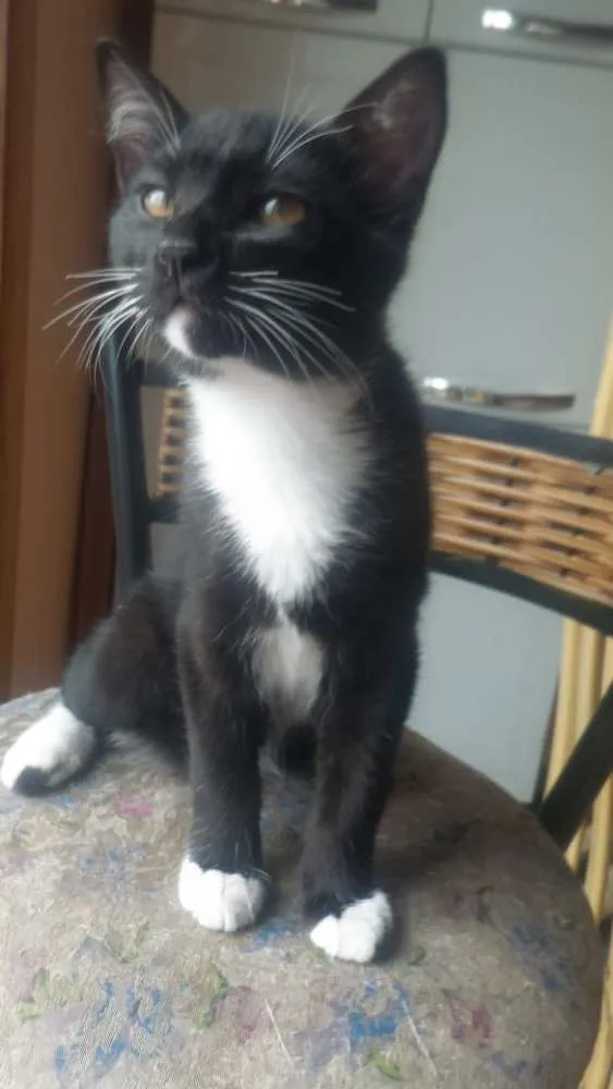 Gato ra a Indefinida idade 2 a 6 meses nome Merlin