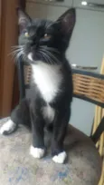 Merlin