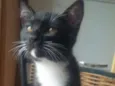 Merlin