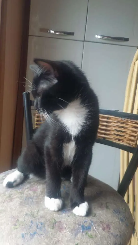 Gato ra a Indefinida idade 2 a 6 meses nome Merlin