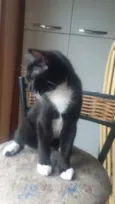 Merlin