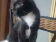 Merlin