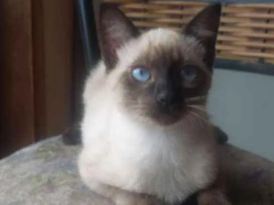 Gato ra a Indefinida idade 2 a 6 meses nome Kim