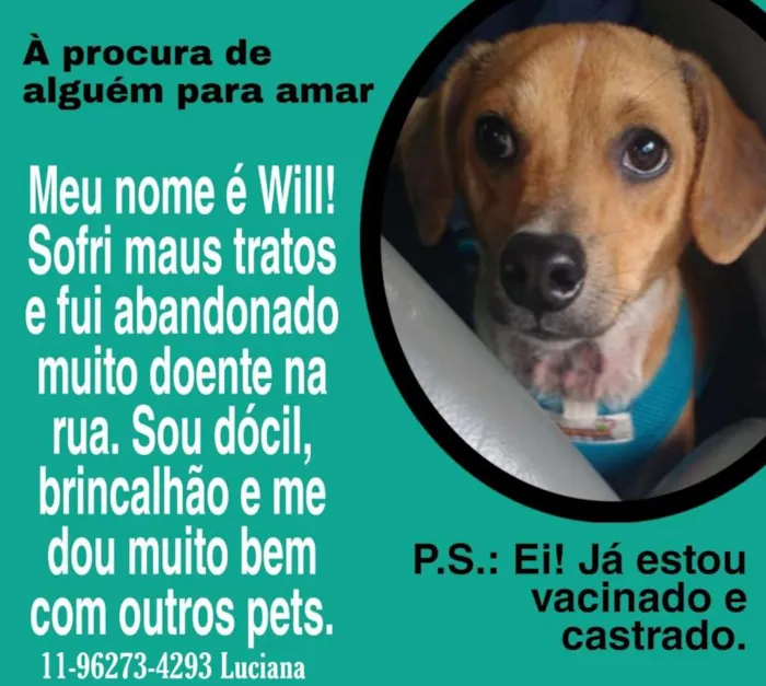 Cachorro ra a Vira-lata idade 2 anos nome Will