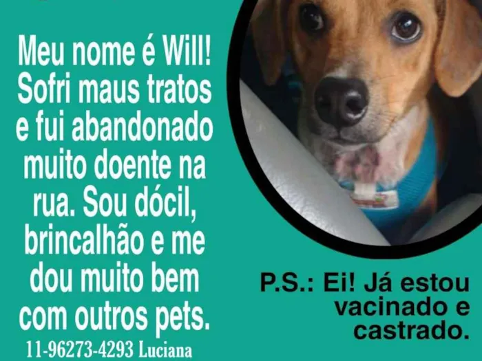 Cachorro ra a Vira-lata idade 2 anos nome Will