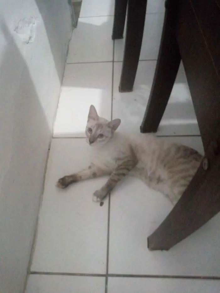 Gato ra a Vira lata idade 2 a 6 meses nome Lola/Alice/Joaquim