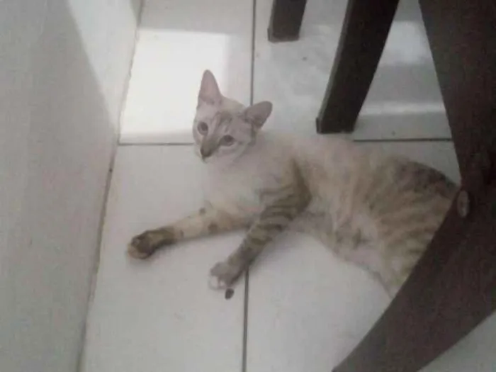 Gato ra a Vira lata idade 2 a 6 meses nome Lola/Alice/Joaquim