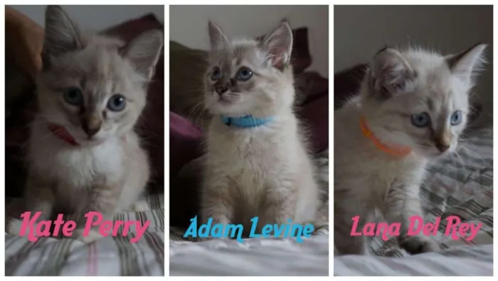Gato ra a SRD idade 2 a 6 meses nome Kate, Adam e Lana