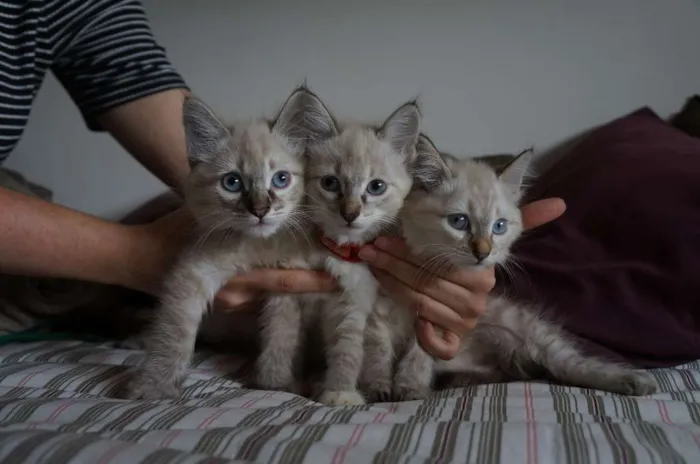 Gato ra a SRD idade 2 a 6 meses nome Kate, Adam e Lana