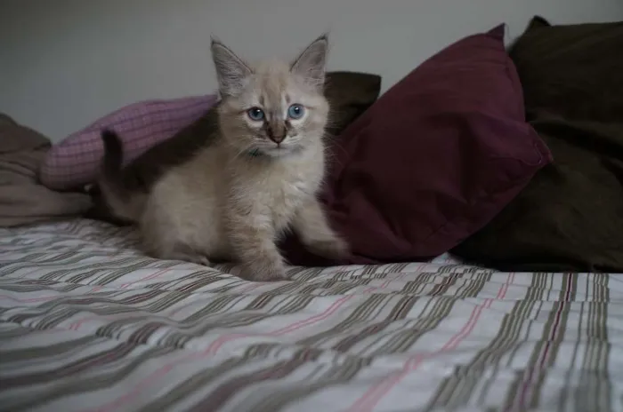 Gato ra a SRD idade 2 a 6 meses nome Kate, Adam e Lana