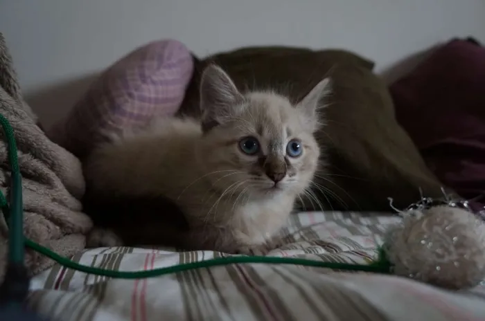 Gato ra a SRD idade 2 a 6 meses nome Kate, Adam e Lana