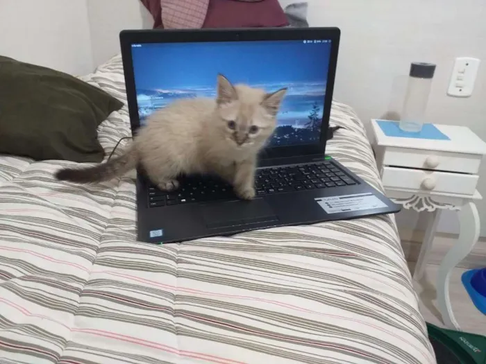 Gato ra a SRD idade 2 a 6 meses nome Kate, Adam e Lana