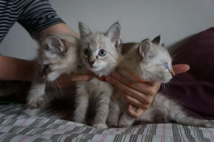 Gato ra a SRD idade 2 a 6 meses nome Kate, Adam e Lana