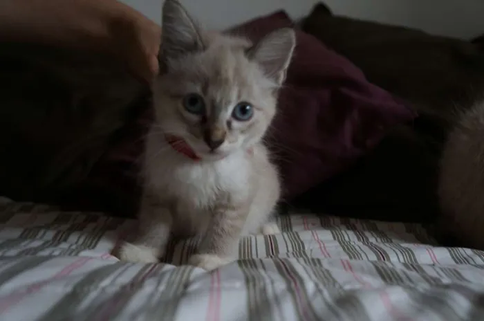 Gato ra a SRD idade 2 a 6 meses nome Kate, Adam e Lana