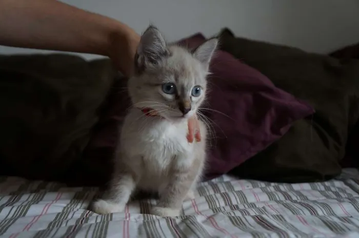 Gato ra a SRD idade 2 a 6 meses nome Kate, Adam e Lana