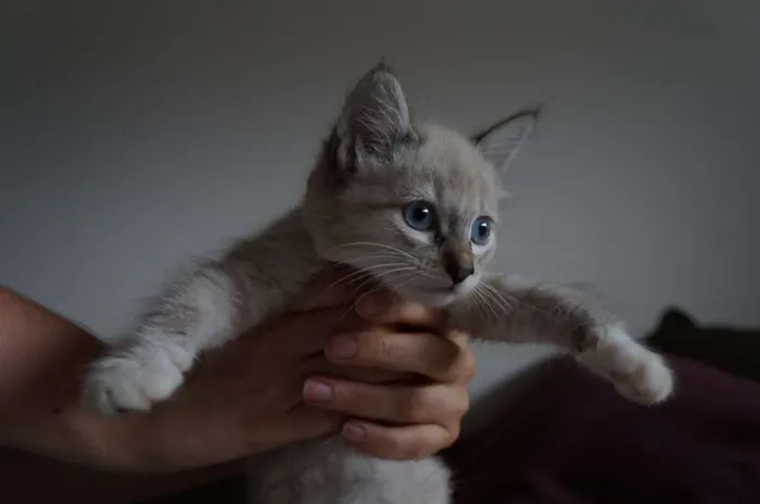 Gato ra a SRD idade 2 a 6 meses nome Kate, Adam e Lana