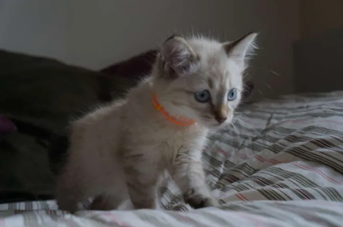 Gato ra a SRD idade 2 a 6 meses nome Kate, Adam e Lana