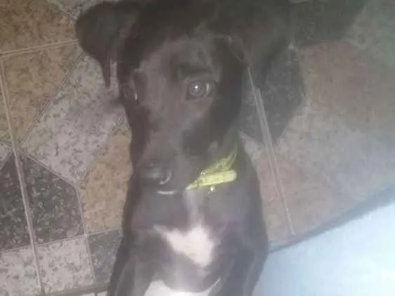 Cachorro ra a Labrador idade 2 a 6 meses nome Maylon 