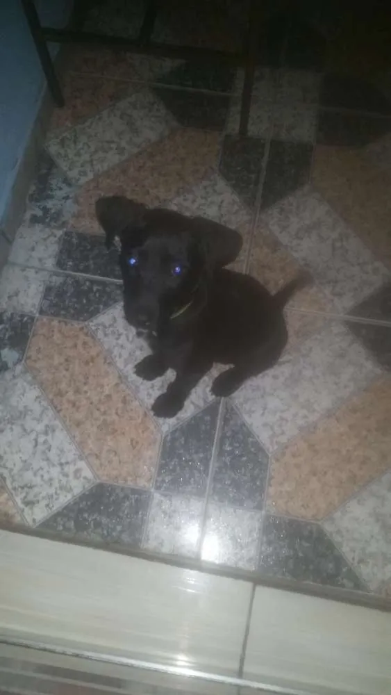 Cachorro ra a Labrador idade 2 a 6 meses nome Maylon 