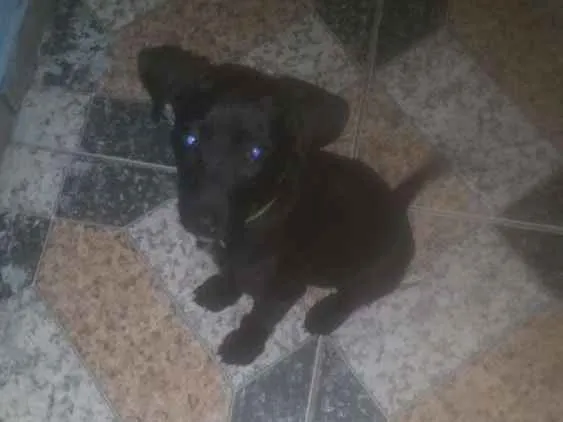 Cachorro ra a Labrador idade 2 a 6 meses nome Maylon 