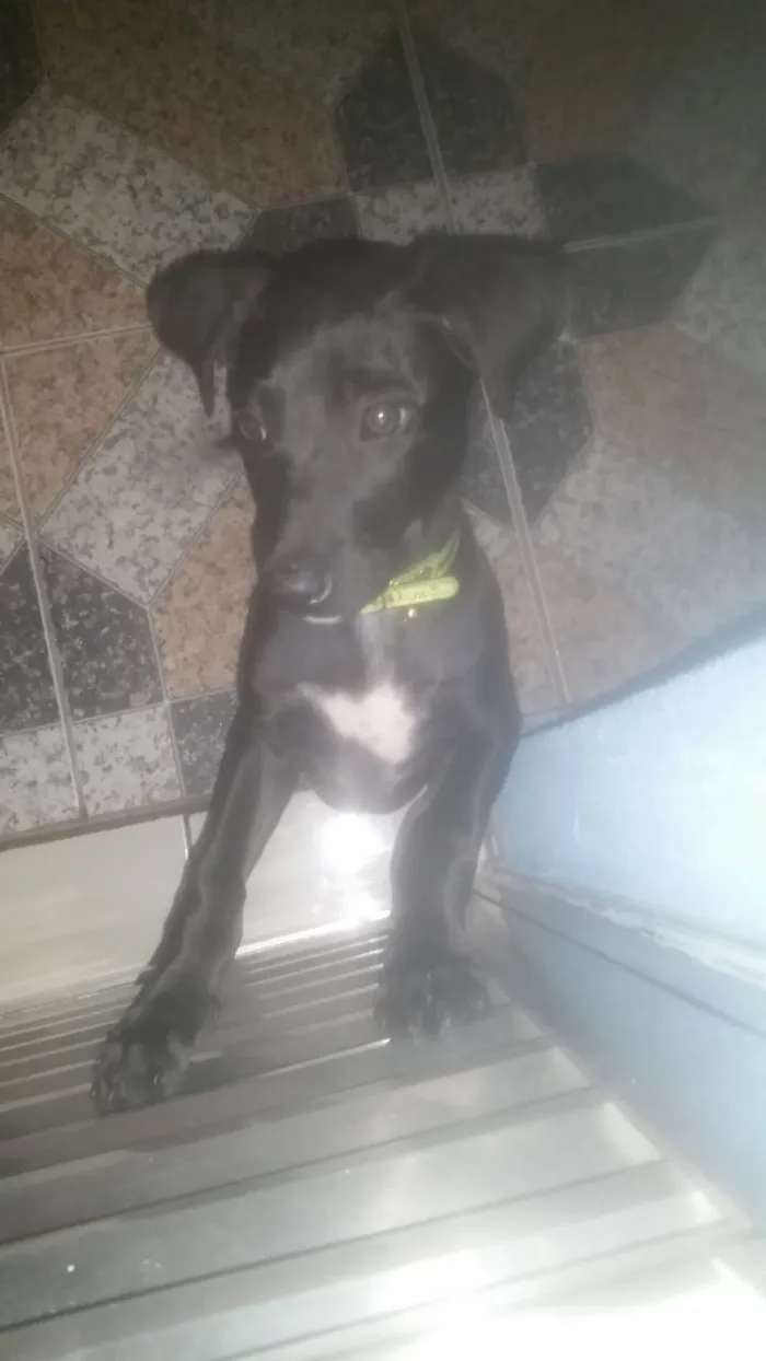 Cachorro ra a Labrador idade 2 a 6 meses nome Maylon 