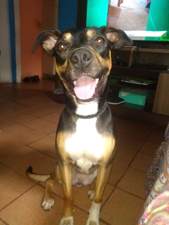 Cachorro ra a Vira lata idade 1 ano nome Kiara