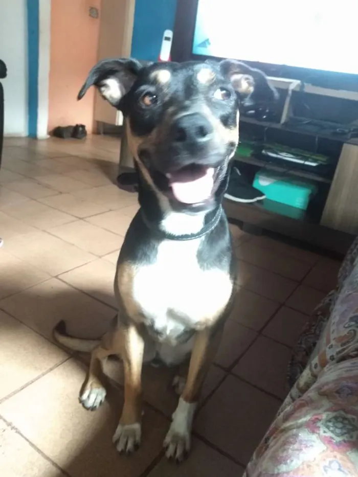 Cachorro ra a Vira lata idade 1 ano nome Kiara