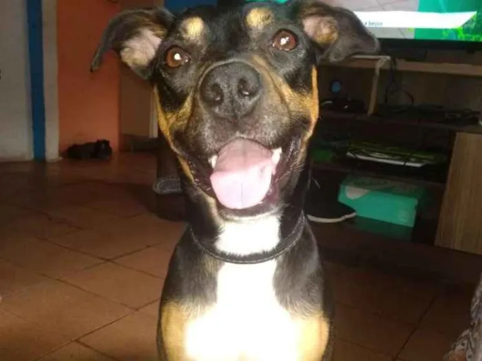 Cachorro ra a Vira lata idade 1 ano nome Kiara