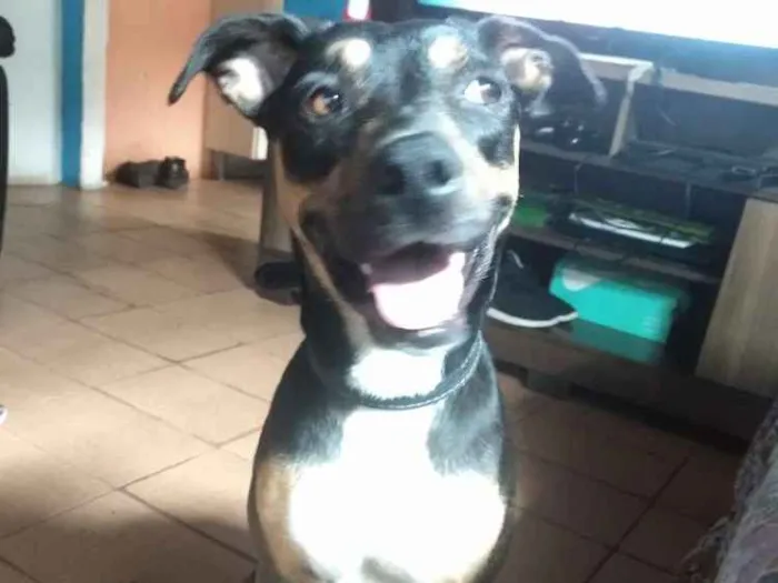 Cachorro ra a Vira lata idade 1 ano nome Kiara