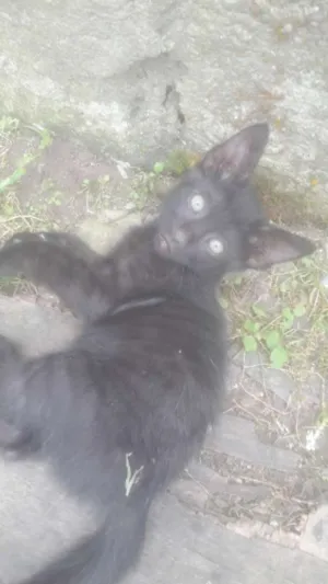 Gato raça Siames  idade 2 a 6 meses nome Peludo
