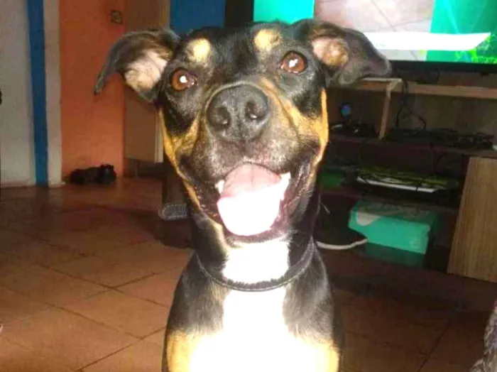 Cachorro ra a Vira lata idade 1 ano nome Kiara