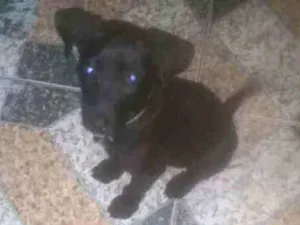Cachorro raça Labrador idade 2 a 6 meses nome Maylon 