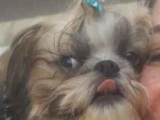 Cachorro raça Shitzu idade 2 a 6 meses nome Scoby