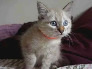 Gato raça SRD idade 2 a 6 meses nome Kate, Adam e Lana