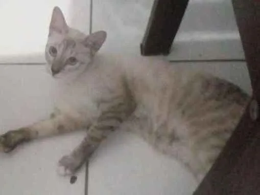 Gato ra a Vira lata idade 2 a 6 meses nome Lola/Alice/Joaquim