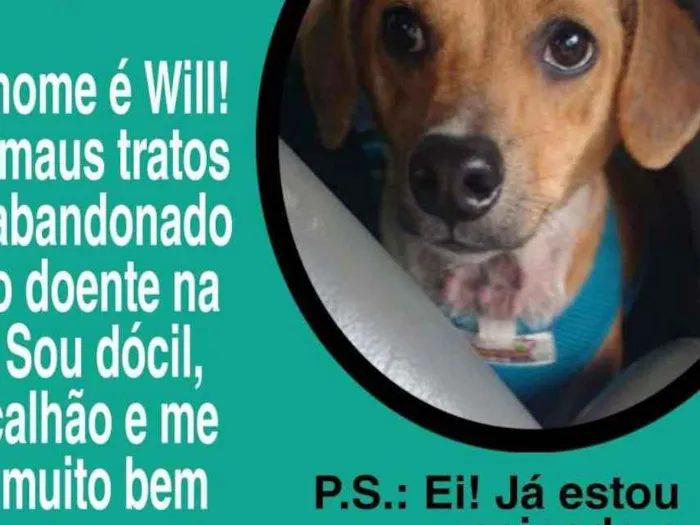 Cachorro ra a Vira-lata idade 2 anos nome Will