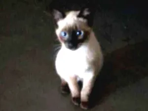 Gato raça Indefinida idade 2 a 6 meses nome Kim