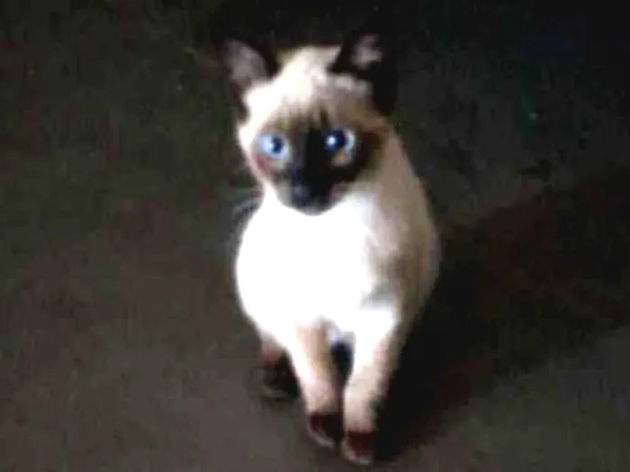 Gato ra a Indefinida idade 2 a 6 meses nome Kim
